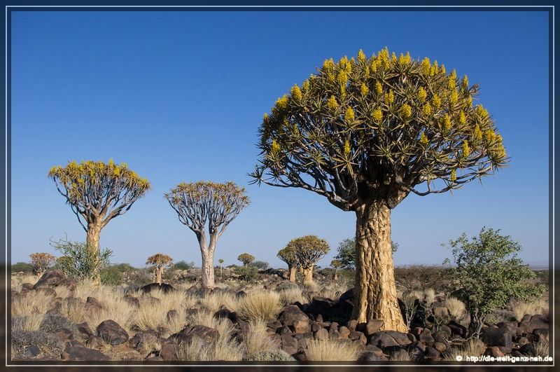 Kalahari Anib – Quivertree Forest