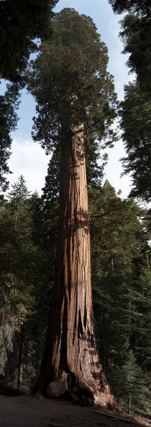 Sequoia National Park