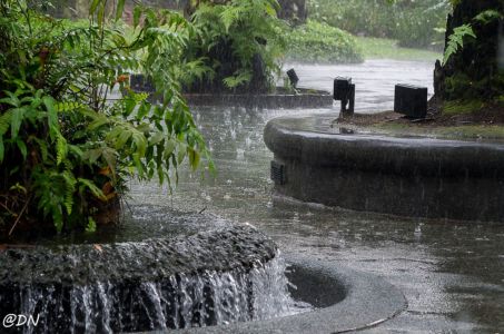 20150107-133021-singapore---rain-at-botanical-gardens 16413277439 O