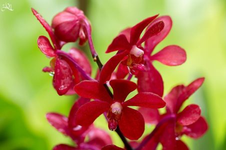 20150107-145240-singapore-national-orchid-garden 16738945297 O