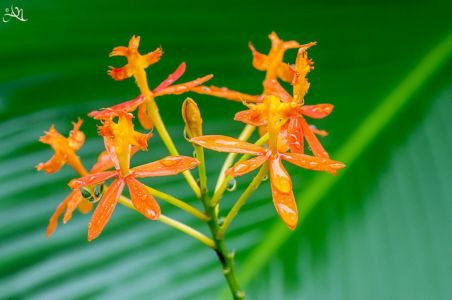 20150107-145602-singapore-national-orchid-garden 16944978012 O