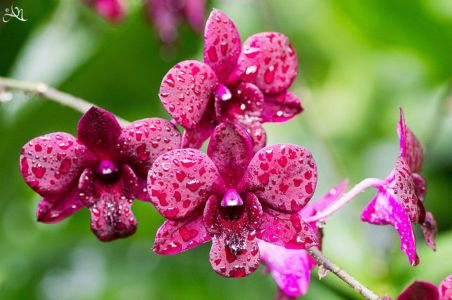 20150107-150604-singapore-national-orchid-garden 16758845540 O
