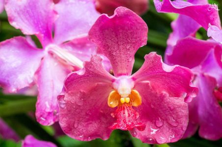 20150107-150714-singapore-national-orchid-garden 16920343686 O