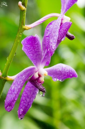 20150107-152229-singapore-national-orchid-garden 16758595548 O