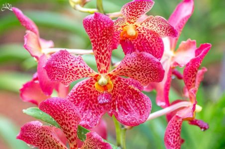 20150107-155215-singapore-national-orchid-garden 16760069769 O