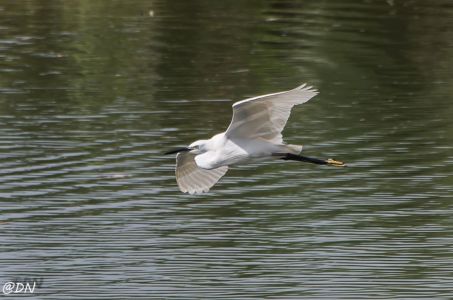 20150108-111203-little-egret--sungei-buloh-wetland-reserve 15979394753 O