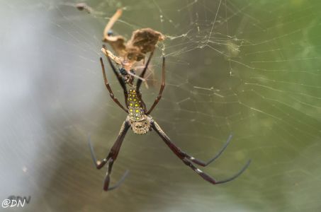 20150108-114754-spider--sungei-buloh-wetland-reserve 15979392043 O