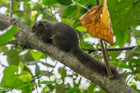 20150108-122832-squirrel--sungei-buloh-wetland-reserve 16599172035 O