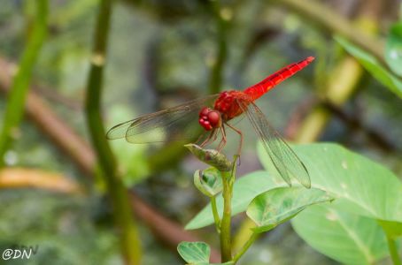 20150108-130513-scarlet-skimmer-dragonfly--sungei-buloh-wetland-reserve 15979391103 O