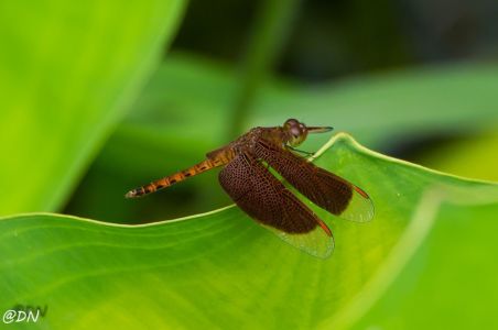 20150108-130629-maroon-darter---dragonfly--sungei-buloh-wetland-reserve 16573186256 O