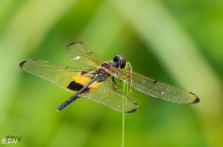 20150108-130907-yellow-striped-flutterer-dragonfly--sungei-buloh-wetland-reserve 15979390323 O