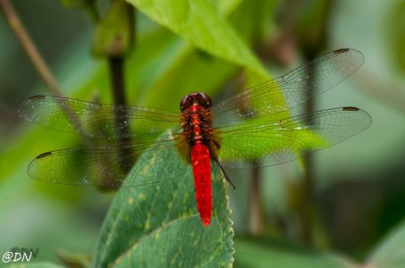 20150108-131250-scarlet-skimmer-dragonfly--sungei-buloh-wetland-reserve 16598554692 O