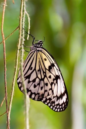 20150110-185901-tree-nymph--sin-airport-butterfly-garden 16378668824 O