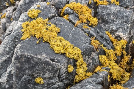 Yellow on the Rocks