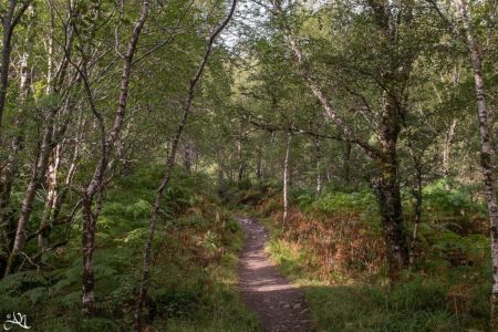 A Trail near Loch Maree