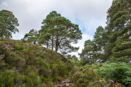 A Trail near Loch Maree