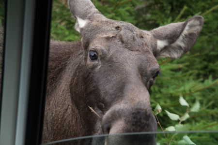 Smålandet Moose Safari